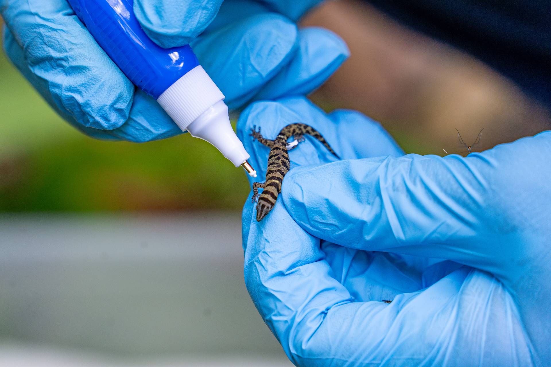 De crítico a casi amenazado: webinar destacó avances  en la conservación del Gecko de Bandas de Samaná